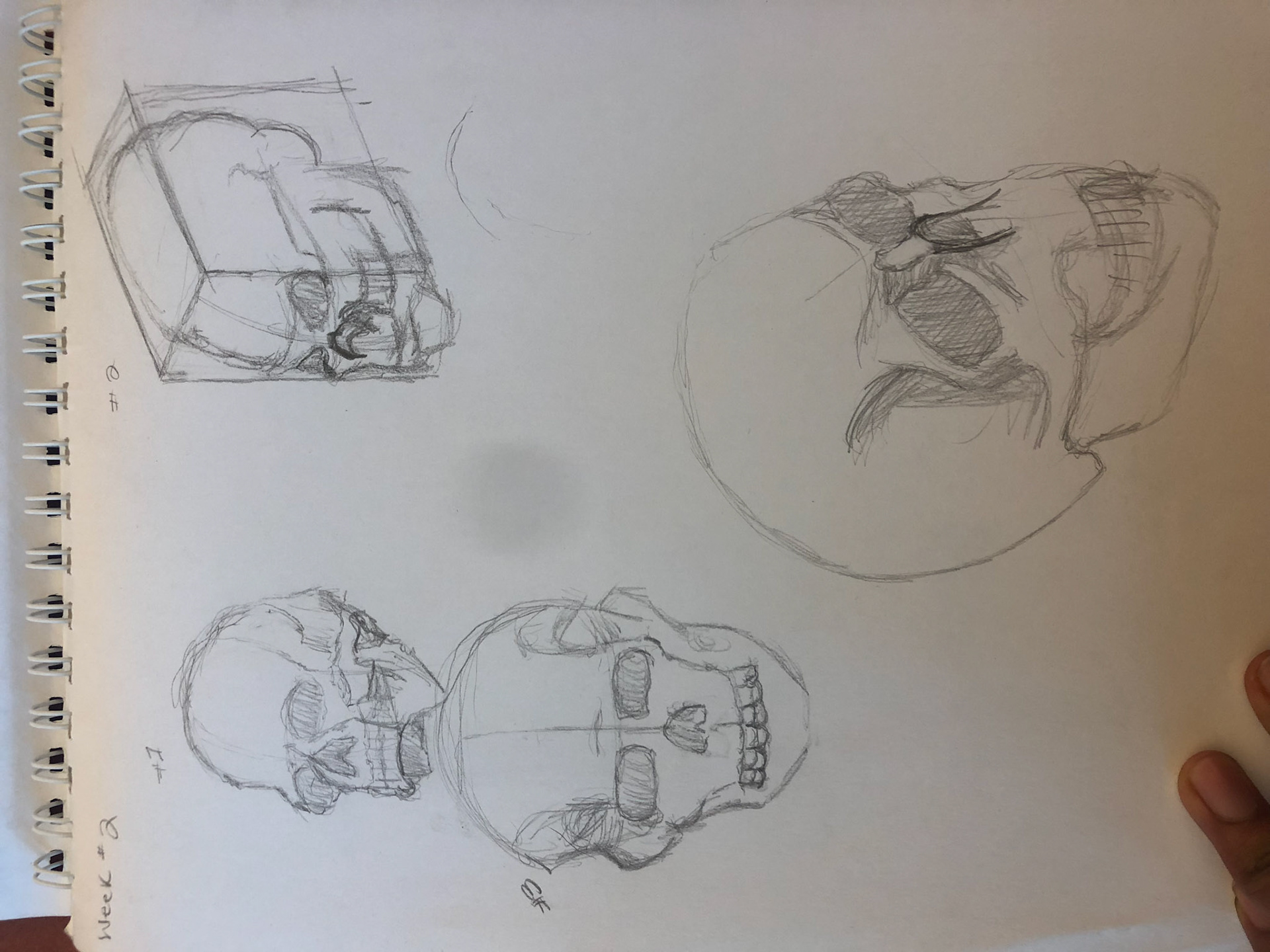 Skull
