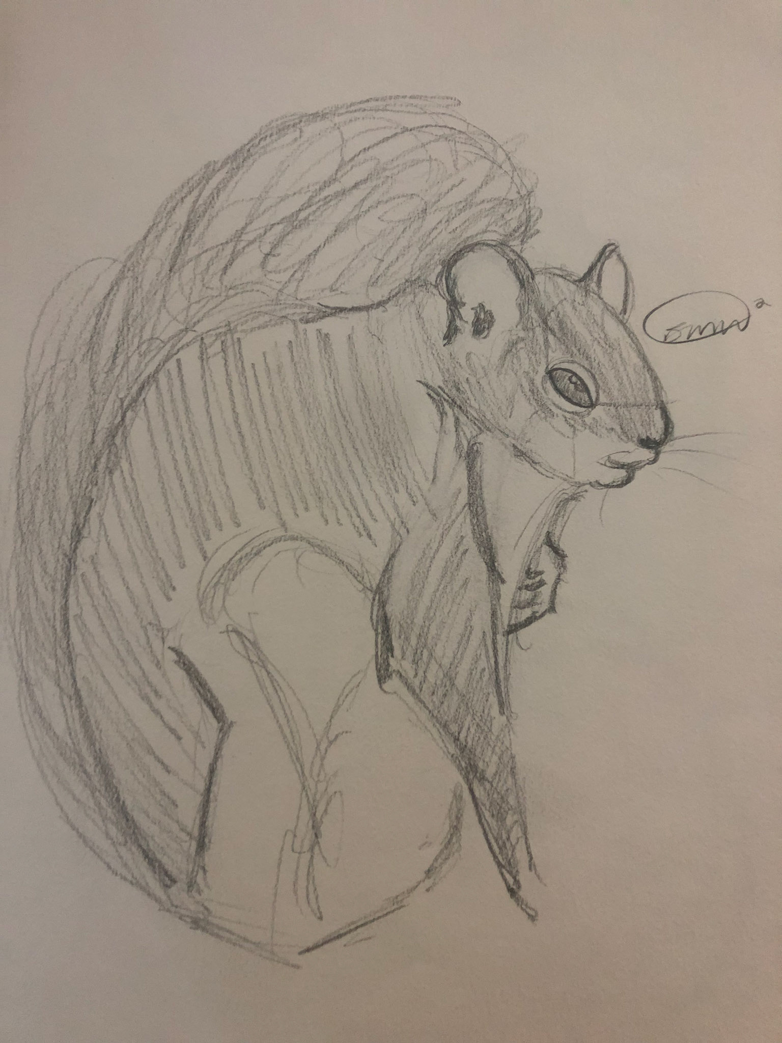Squirrel
