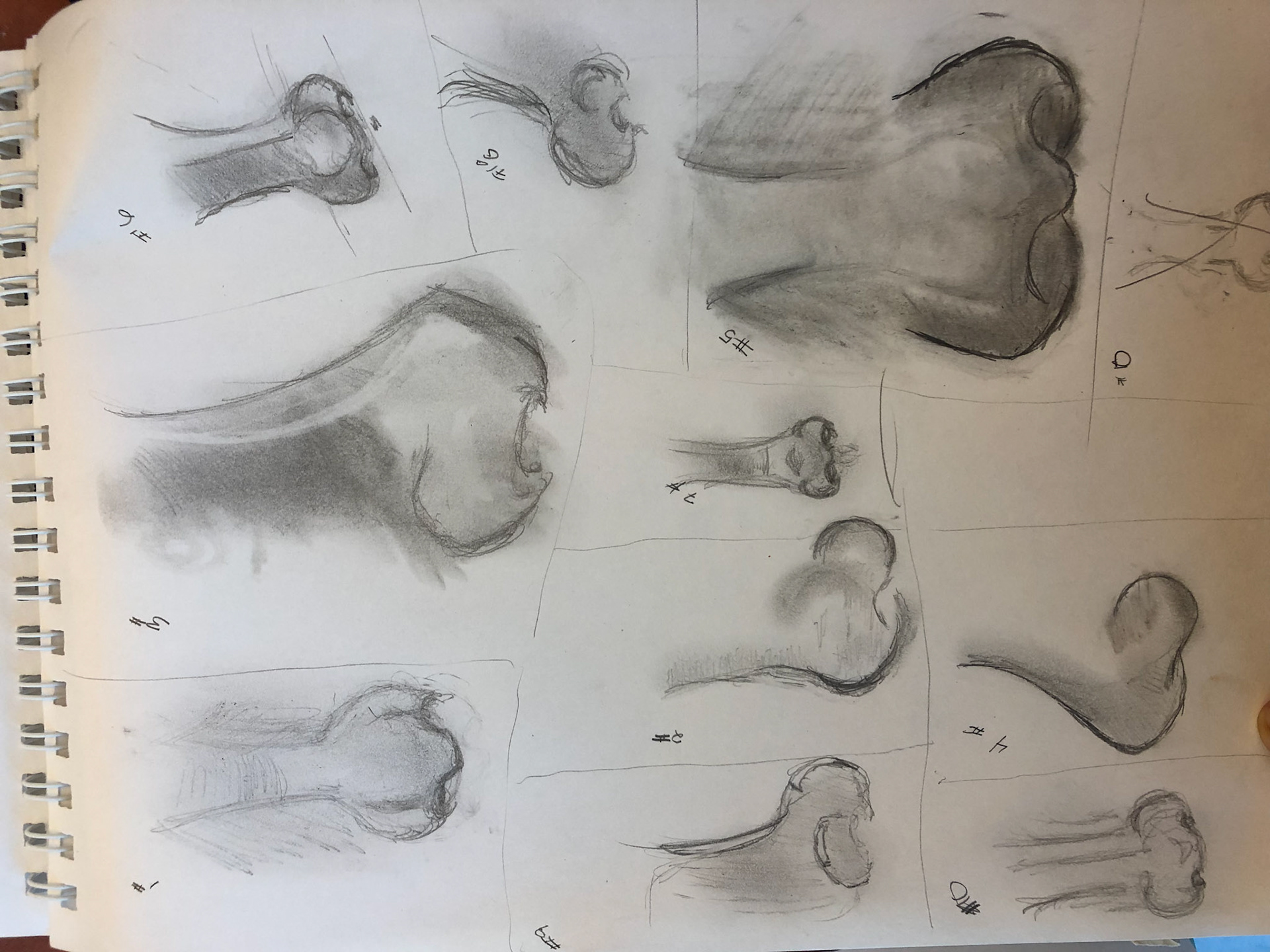 Noses