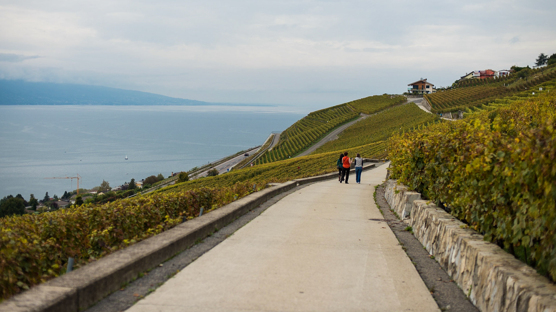 A vineyard in Switzerland