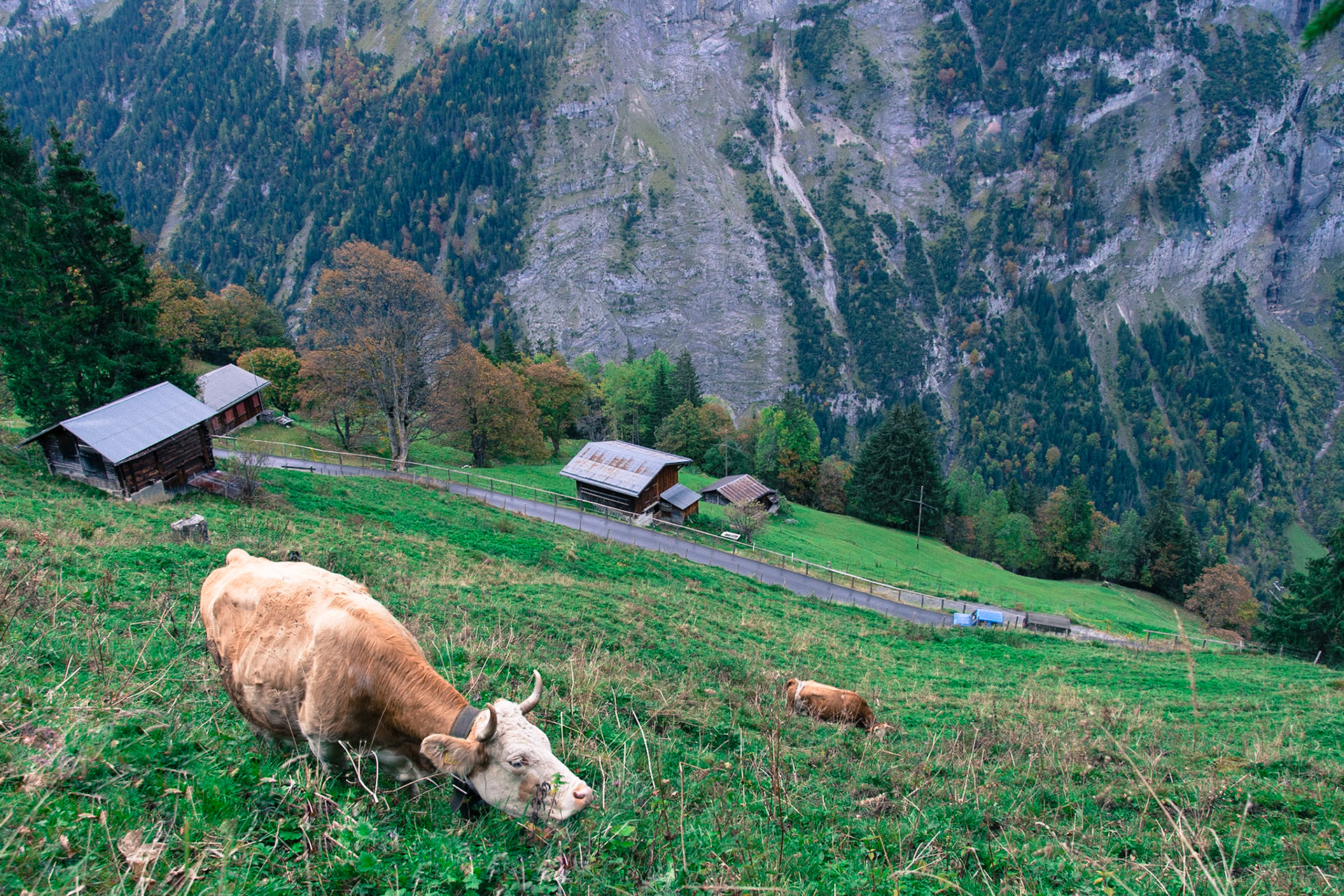 Murren cows