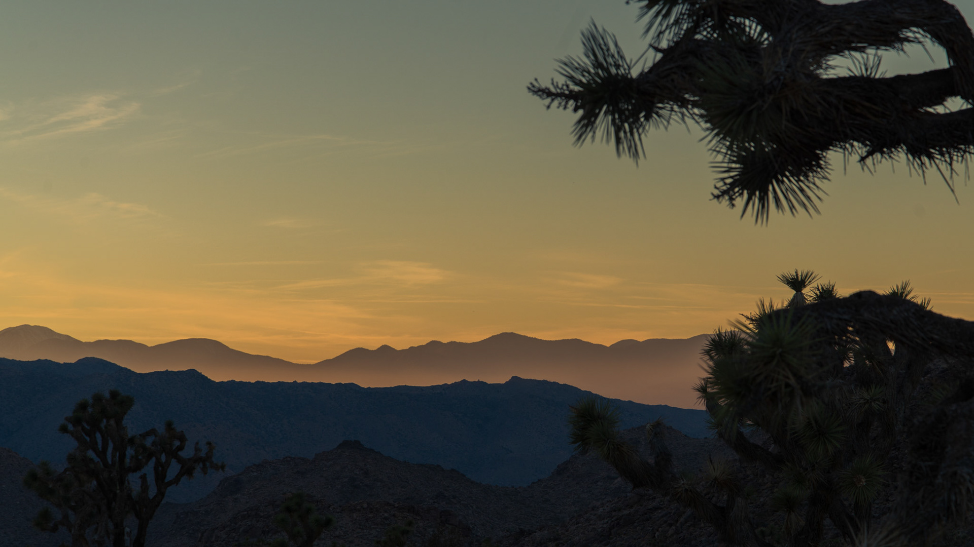Joshua Tree at sunset