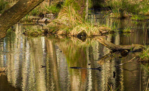 Wisley Common