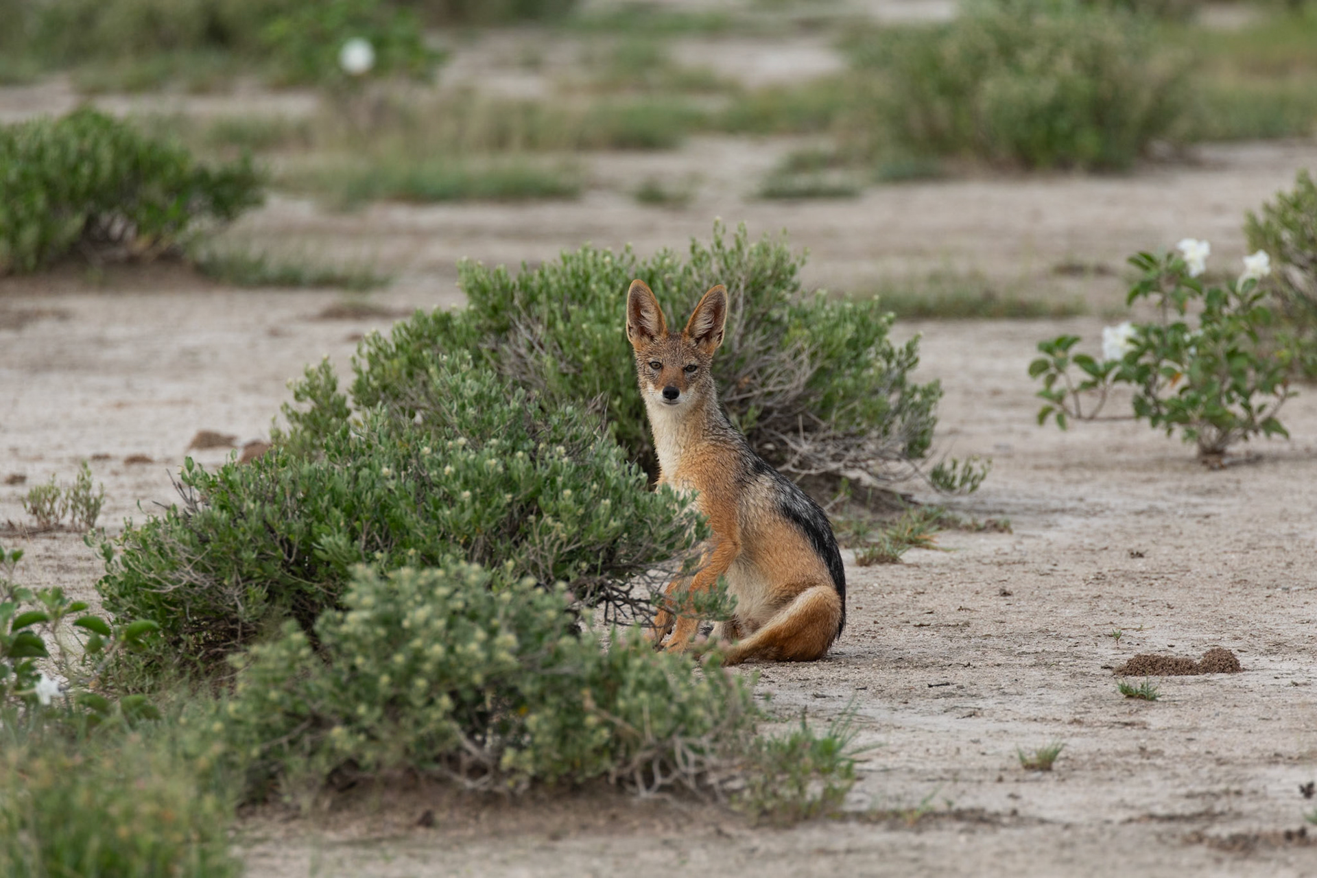 Black Backed ackal - II