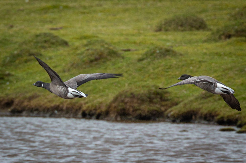 Brent geese