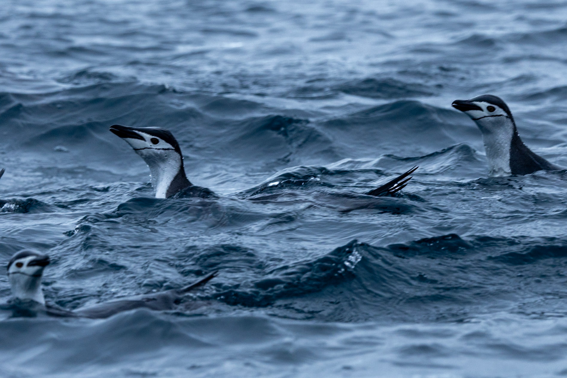 CHinstrap Penguins