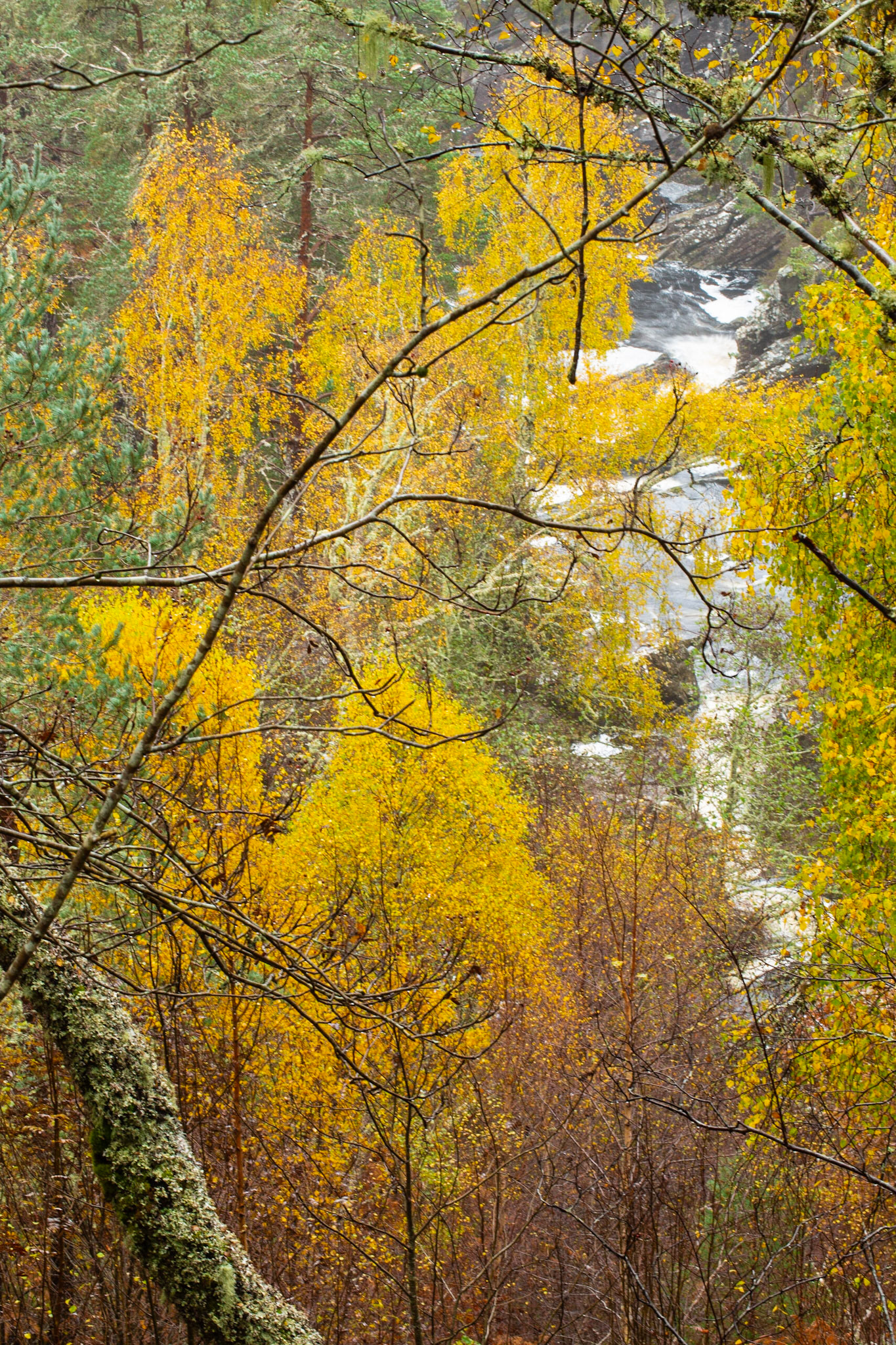 Through the birches down onto River Affric