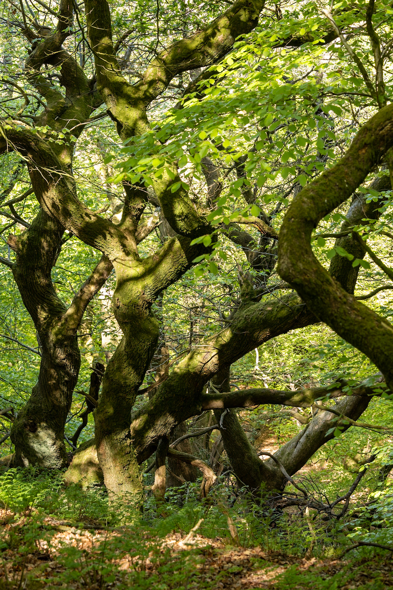 Dancing Trees