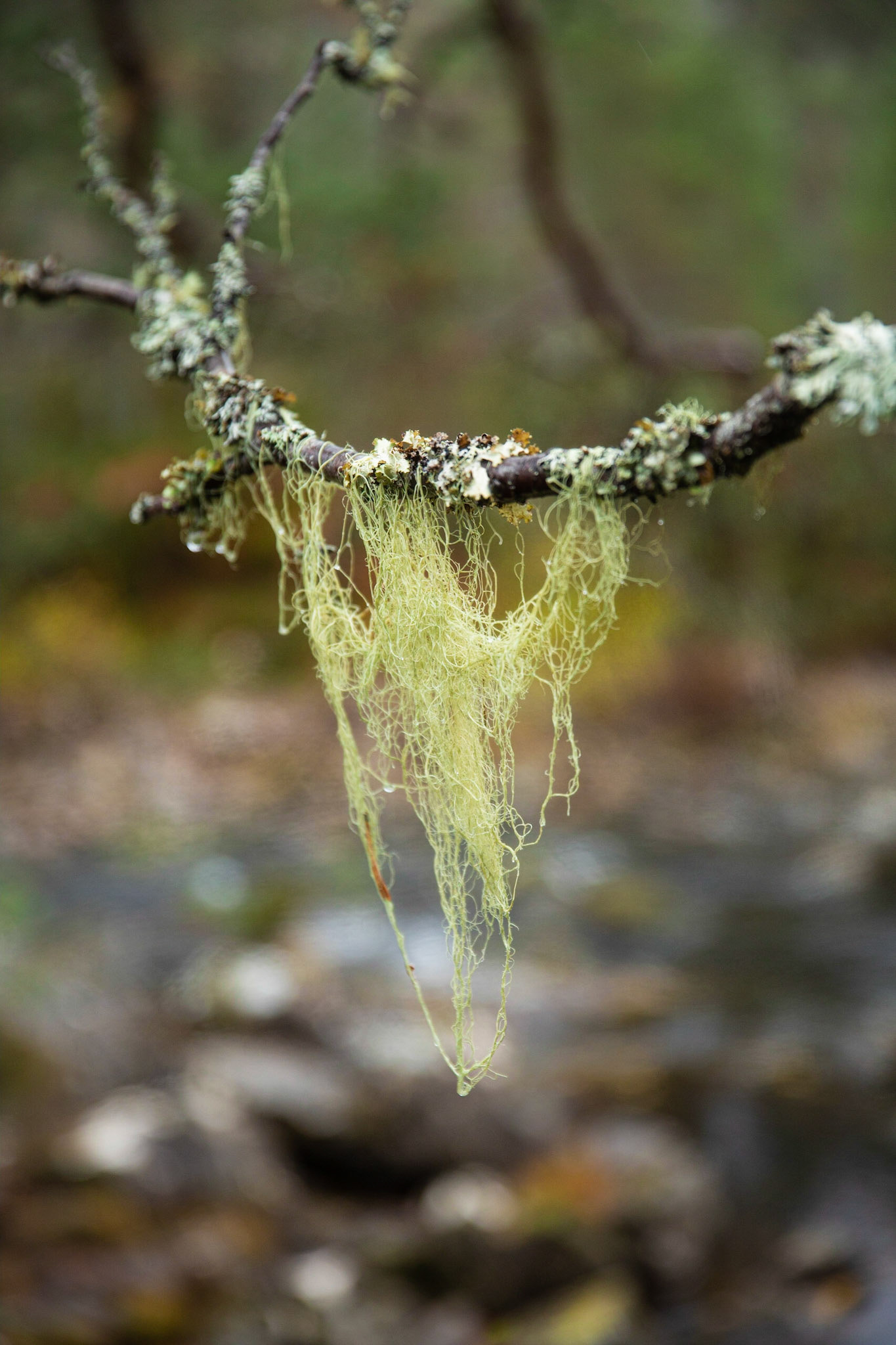 Bearded lichen, Glen Affric