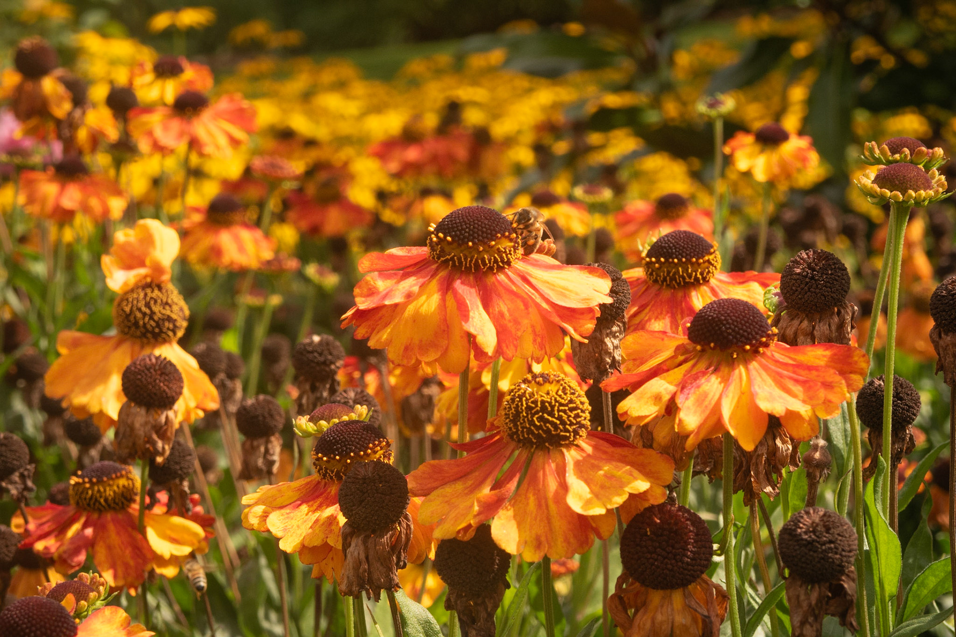 Heleniums