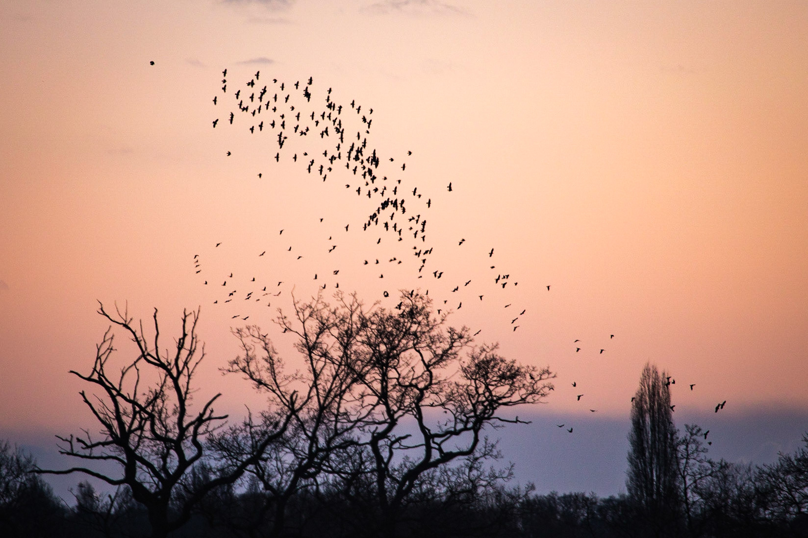 Murmuration at dusk