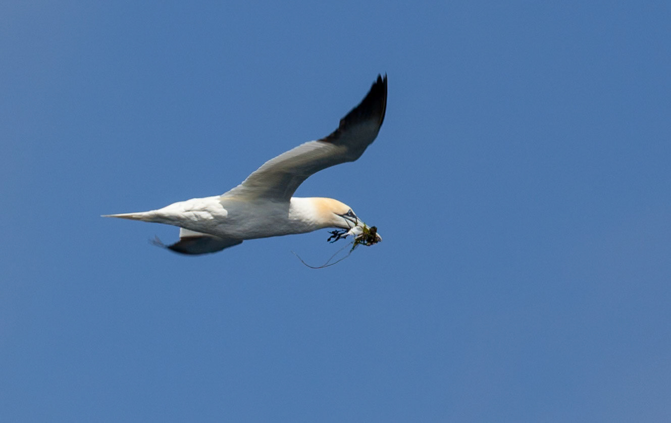 Gannet returning home with the goods