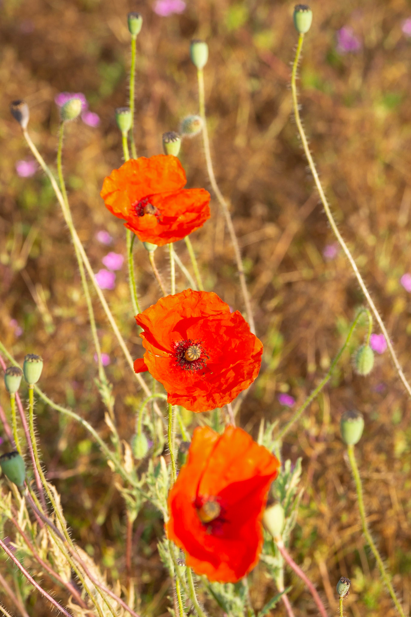 Poppies