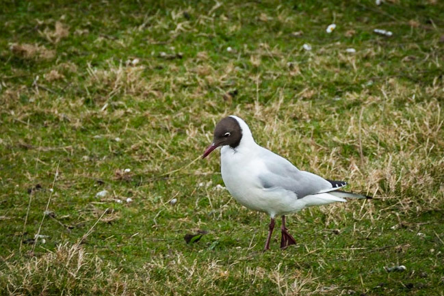 Black headed Gull