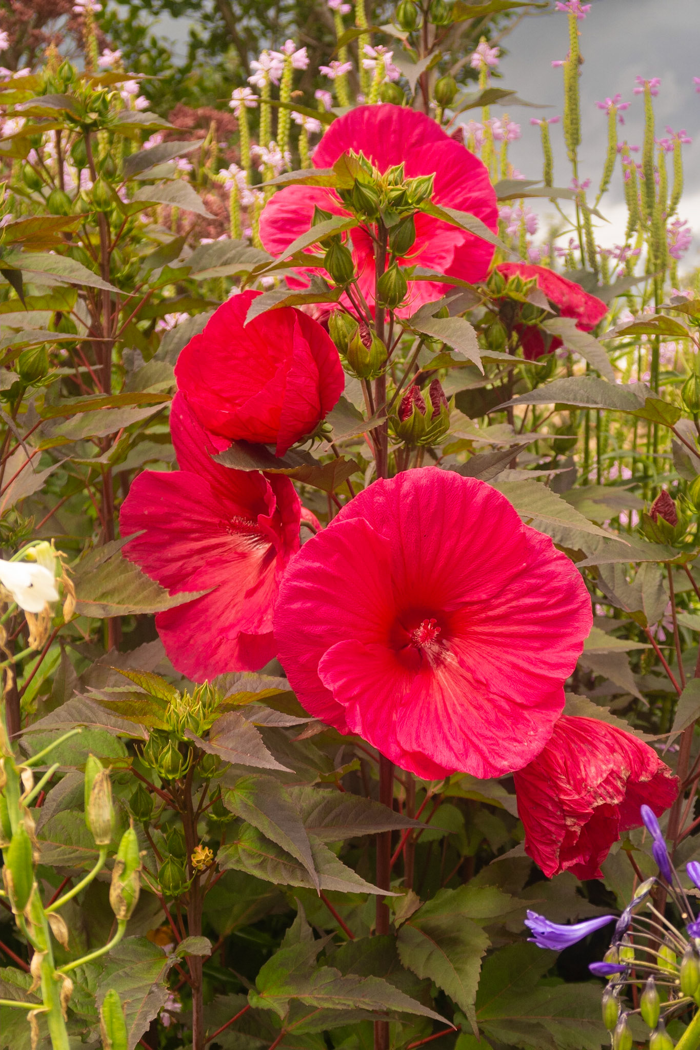 Dinner plate Hibiscus !
