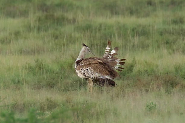 Kori Bustard - trying to entice a female