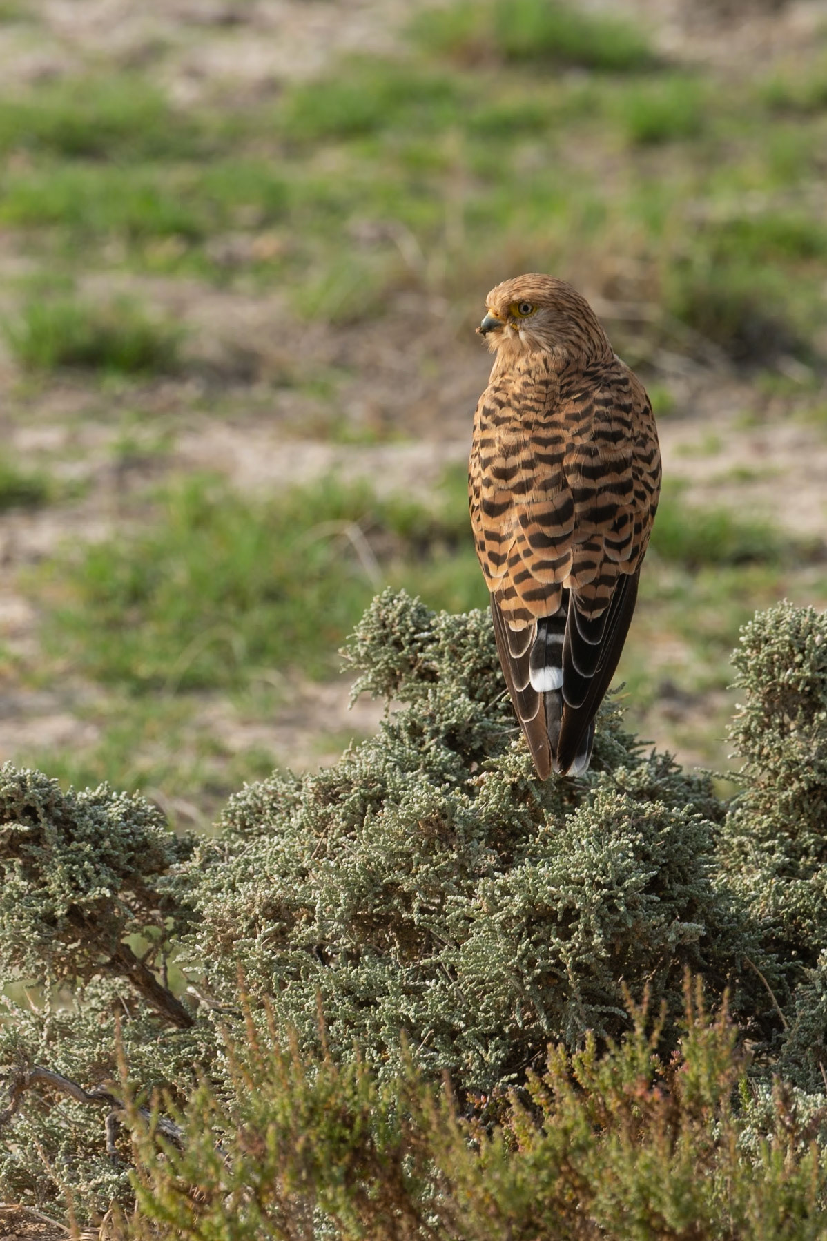 Greater Kestrel