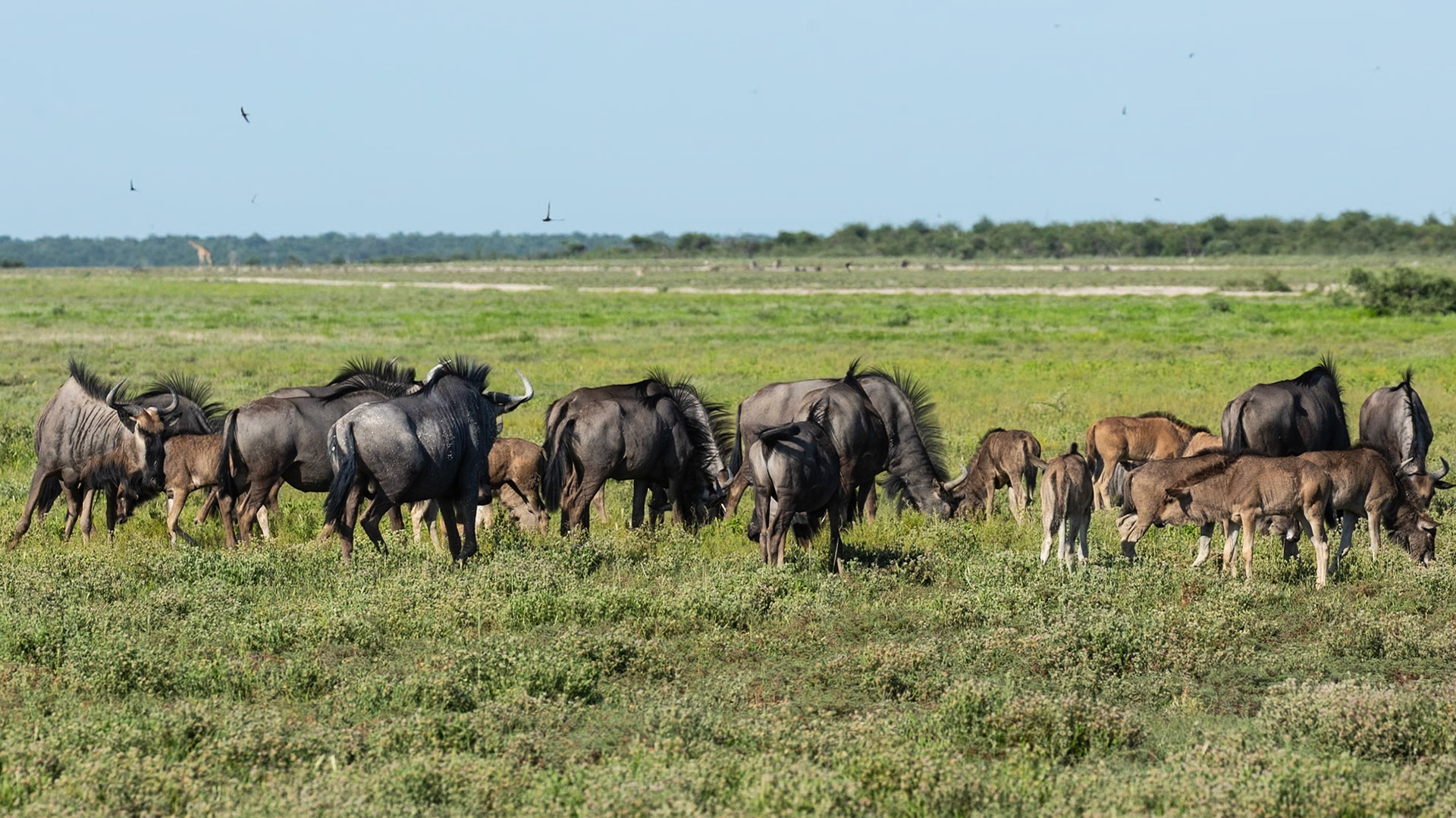 Wildebeest grazing - I