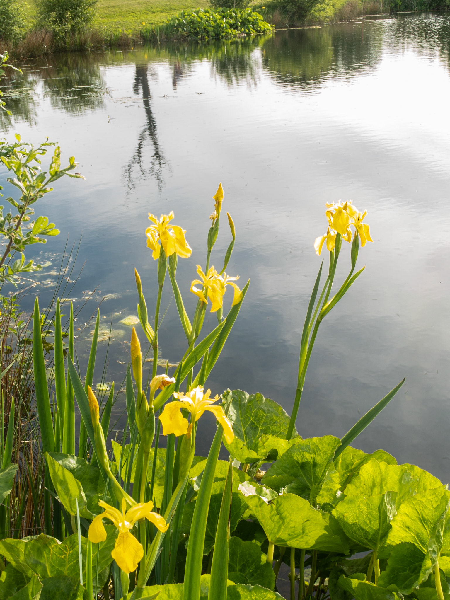 Flax in the sunshine