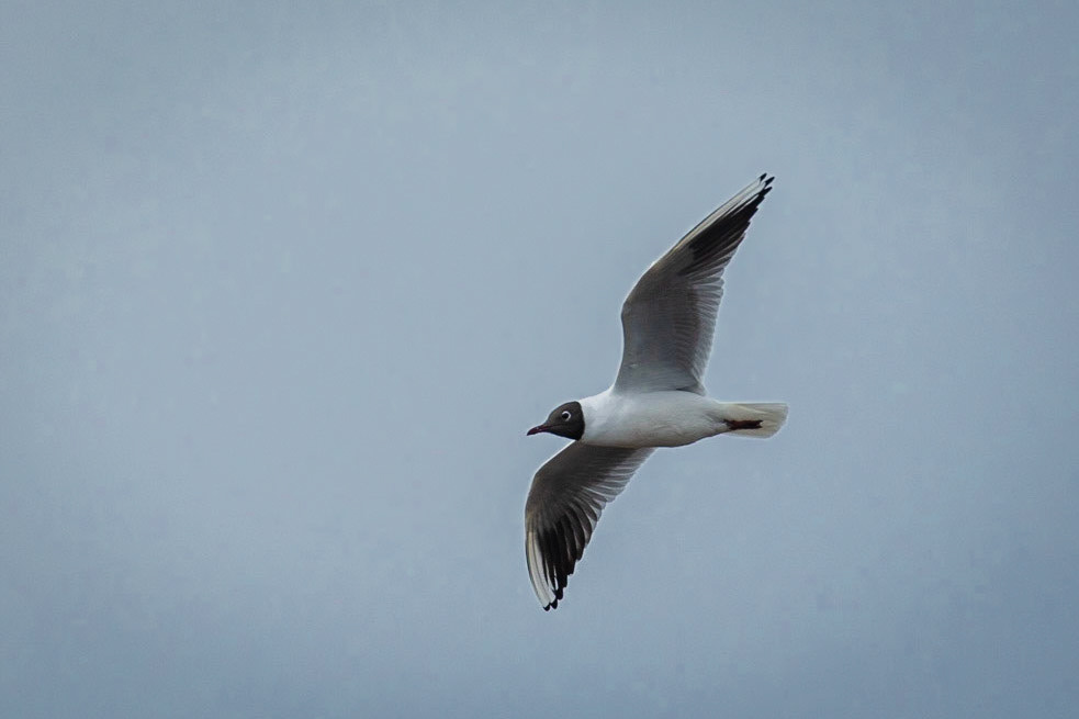 Black headed Gull