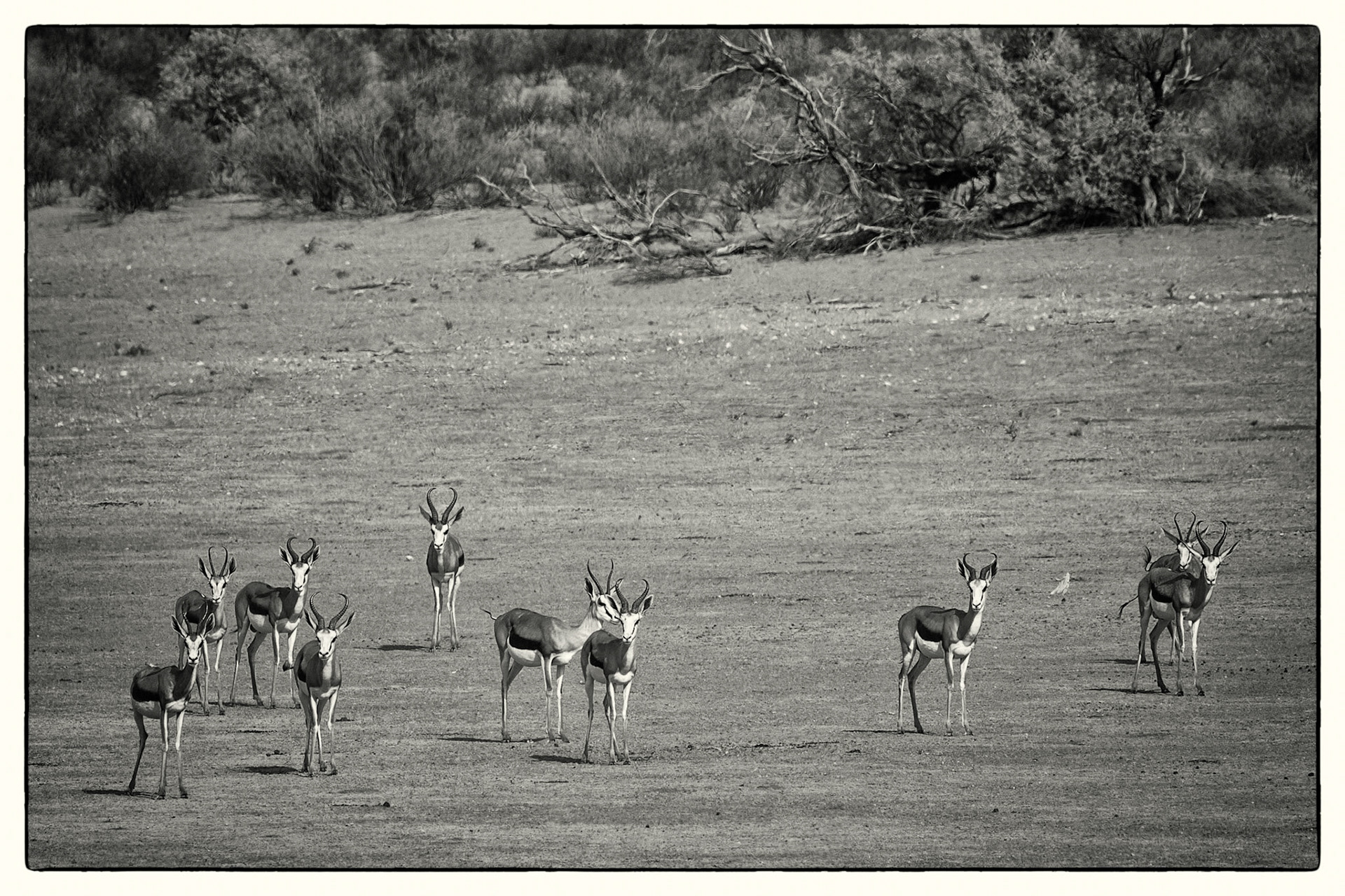 Spingbok at Urikaarus