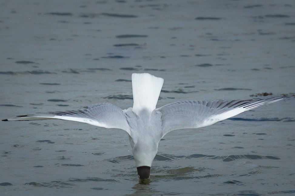 Black headed Gull