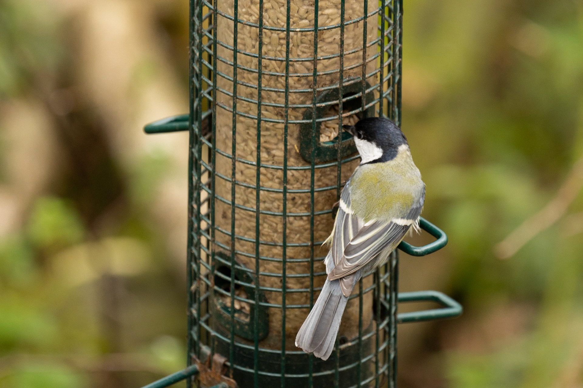 Great Tit