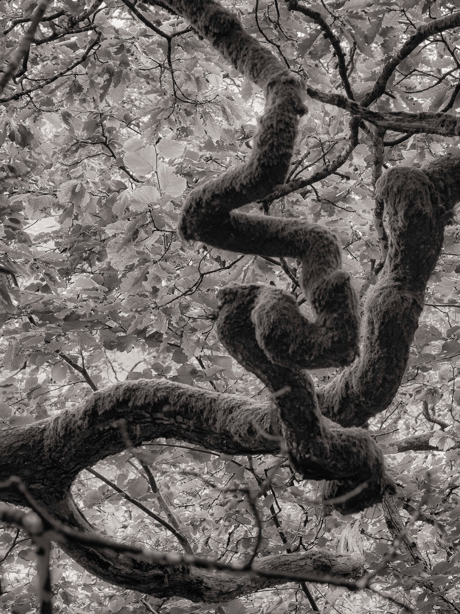 Contortions - The forest alongside Brotherswater has several trees with strange shapes ...