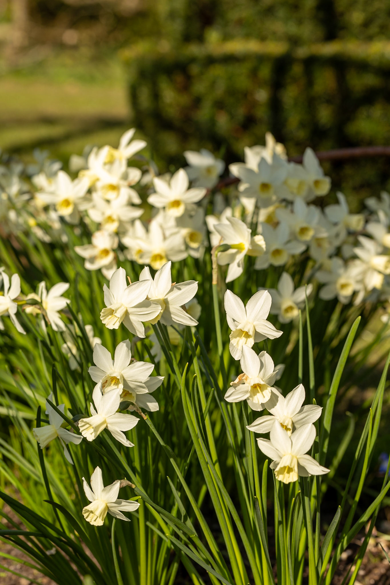 Daffodil - RHS WIsley