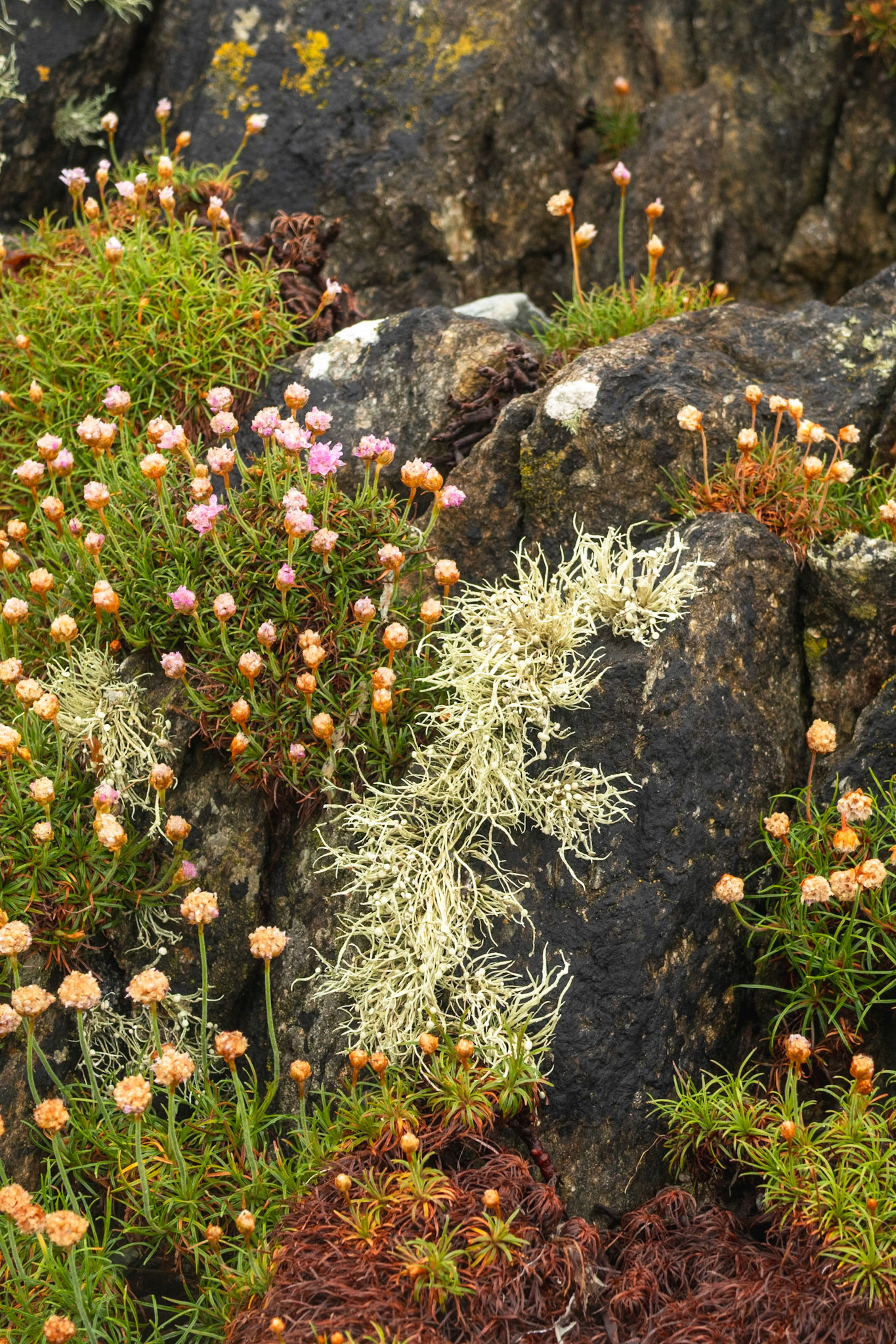 Coastal thirft and the Euro!