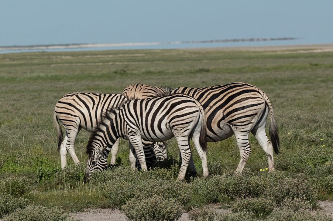 Zebra in the Pan