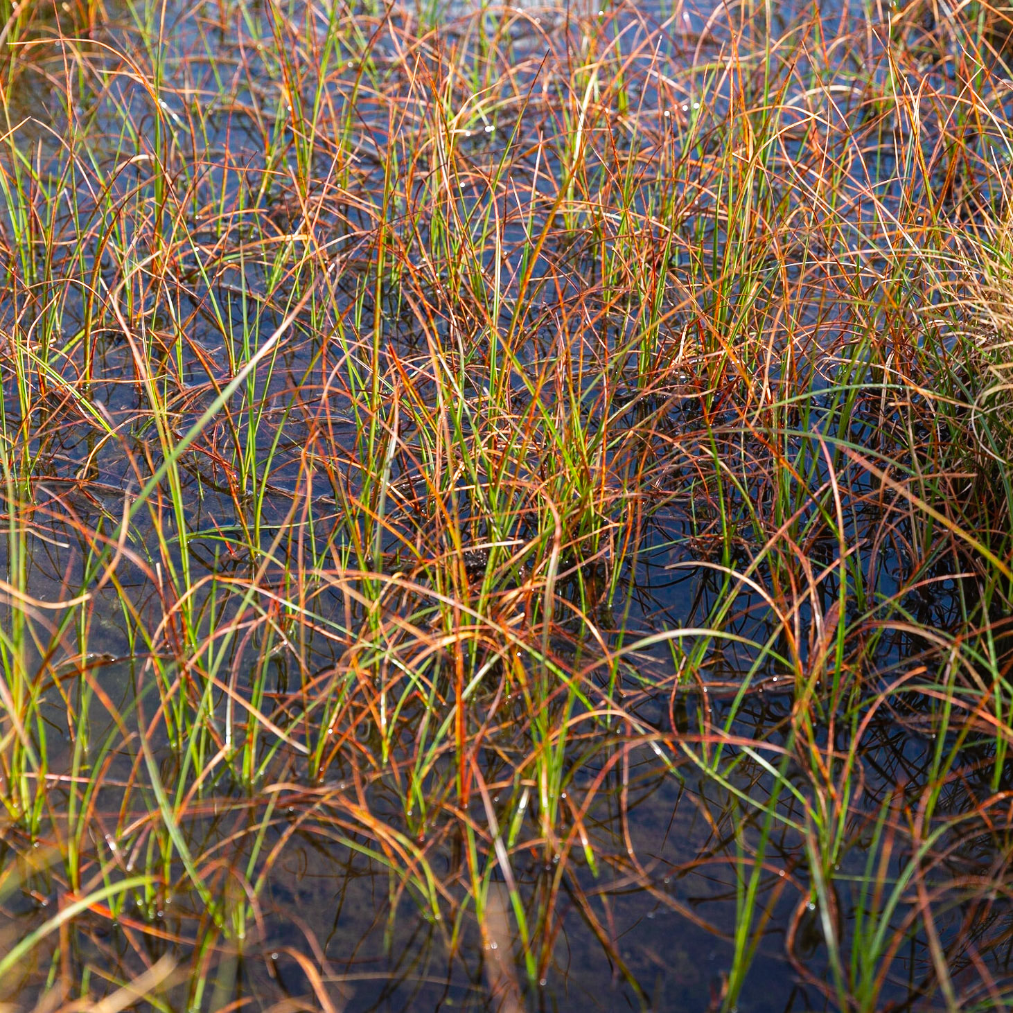 Coloured grasses