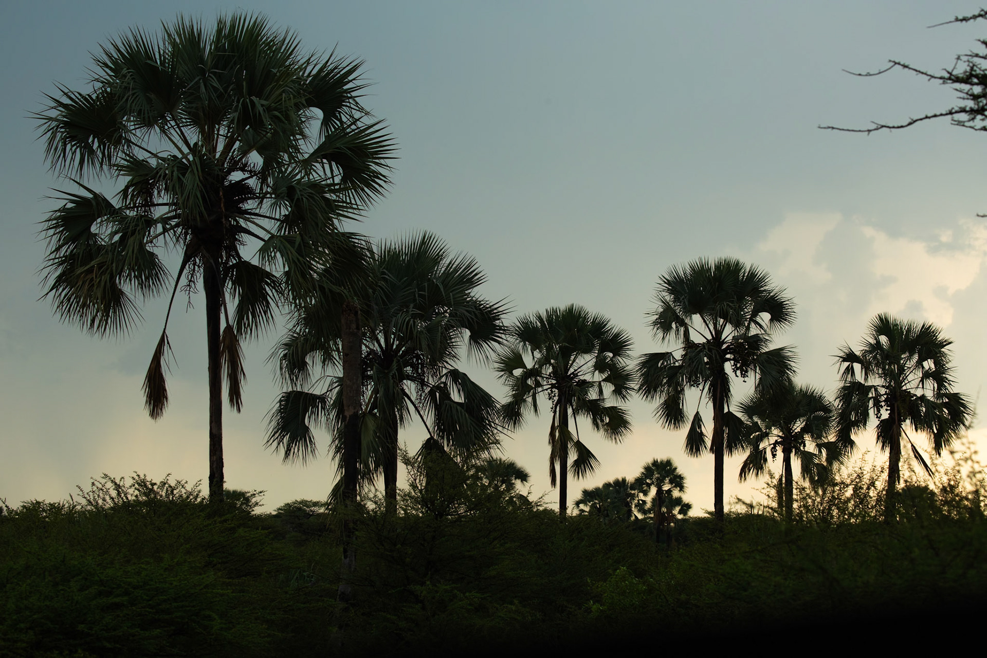 Real Fan Palms at dusk