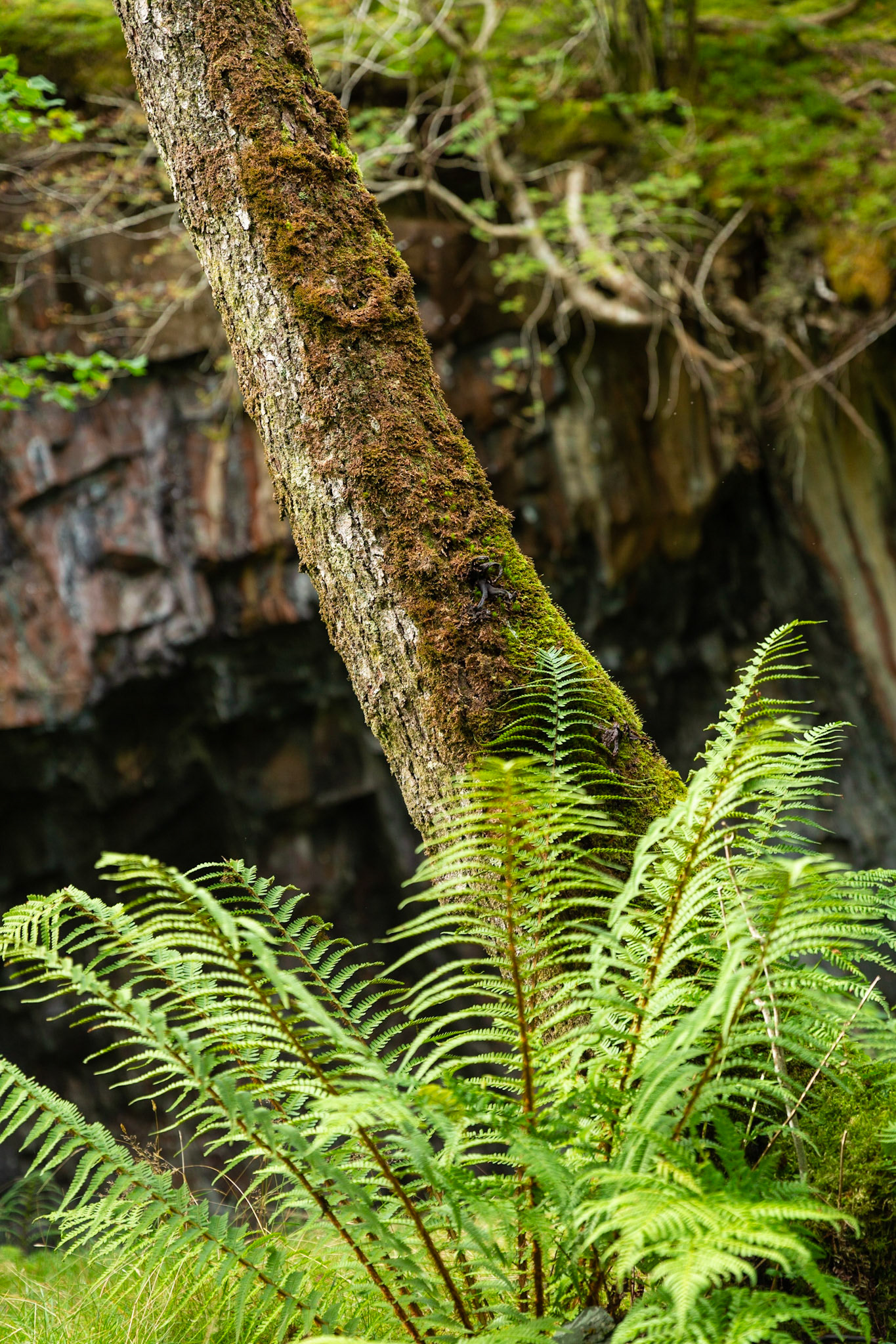 Regrowth at old mine