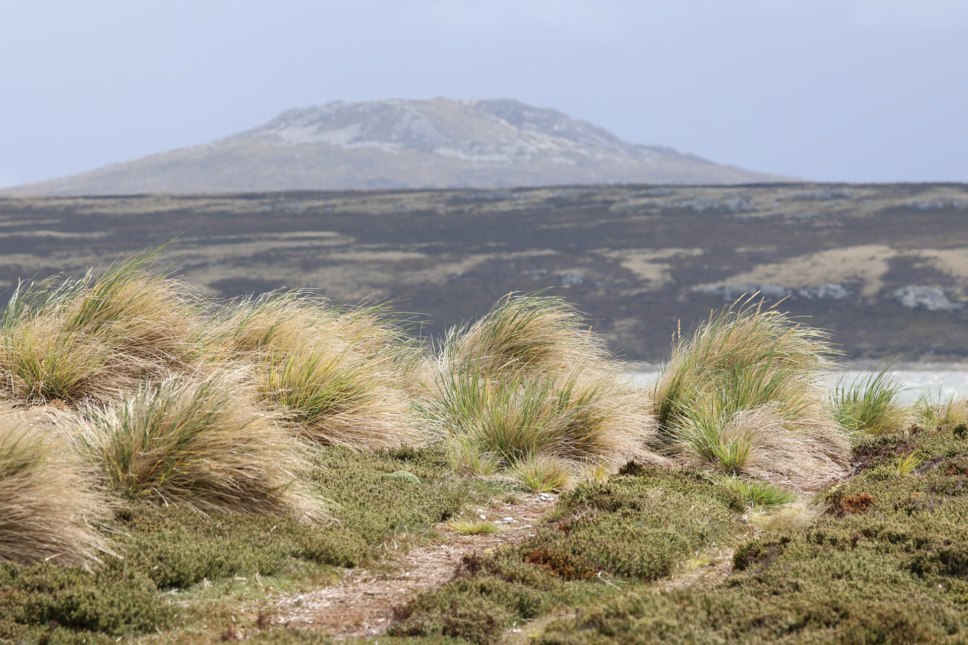 The windy tussocks