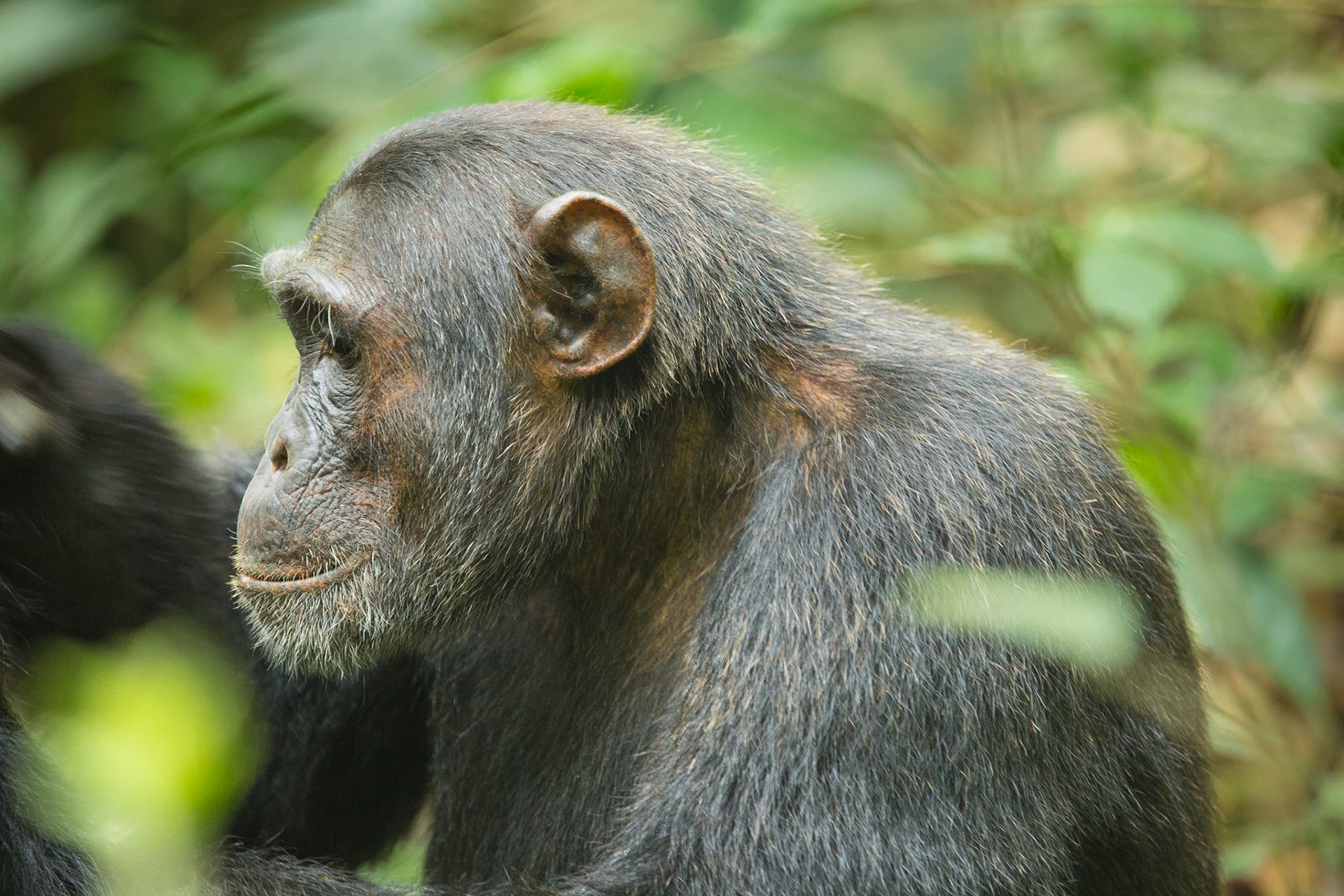 Chimp grooming - Kibali Forest