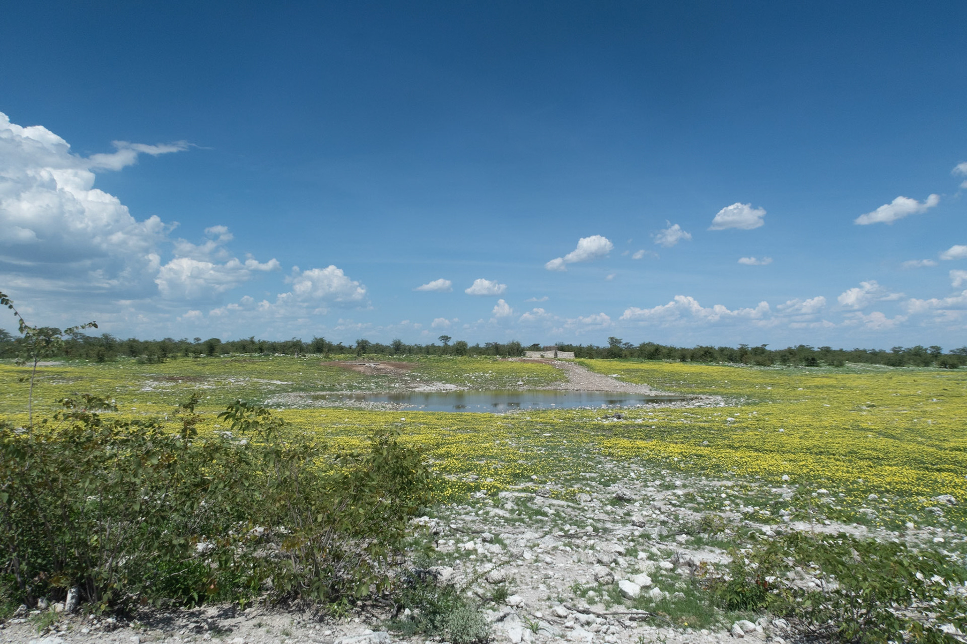Waterhole in bloom