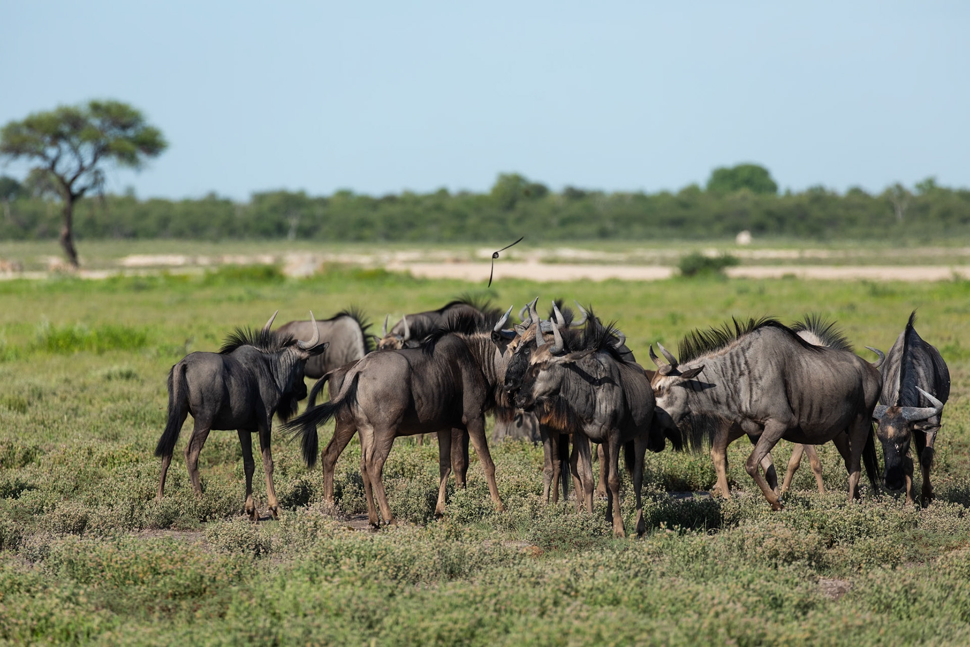 Wildebeest grazing - III