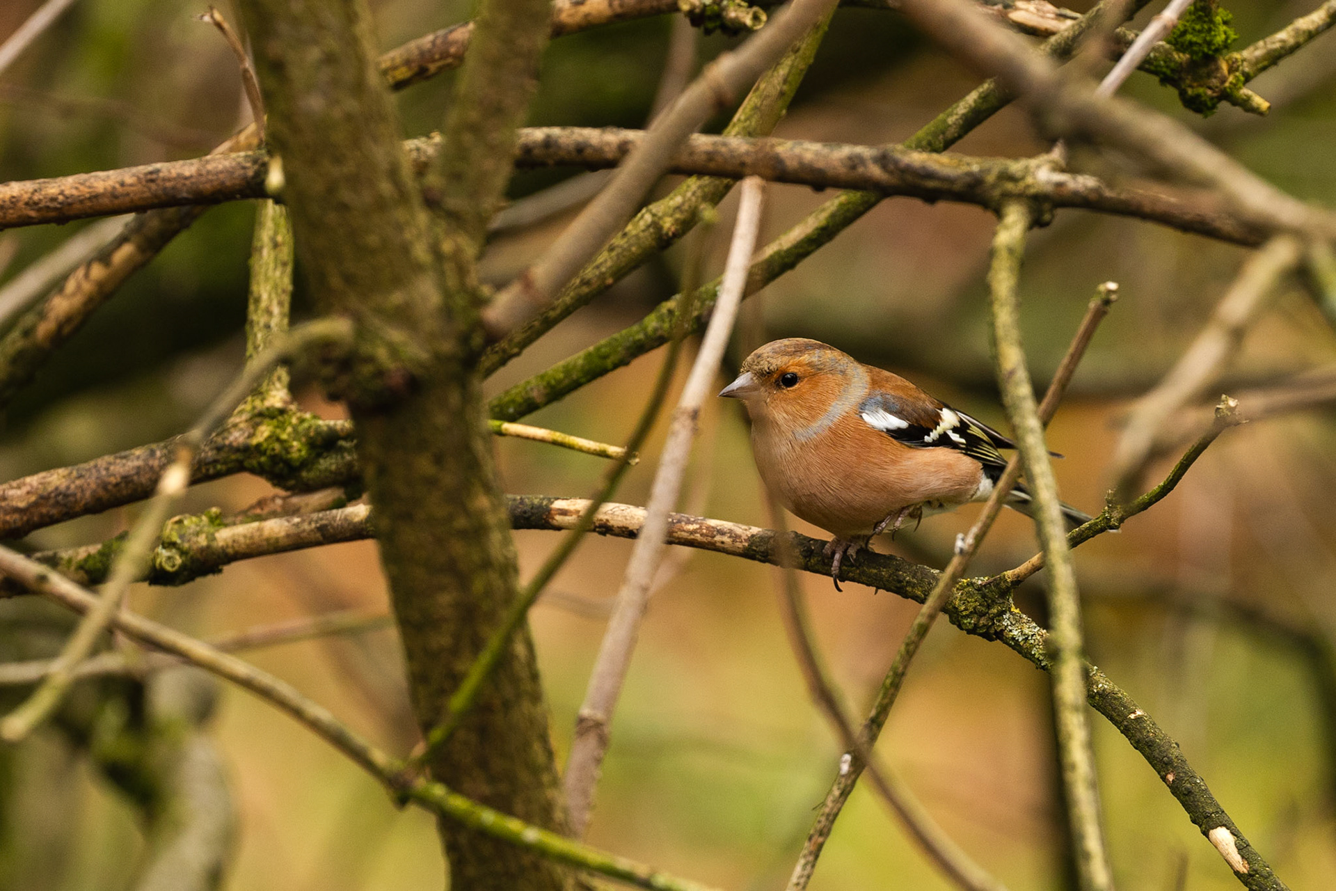 Chaffinch -2