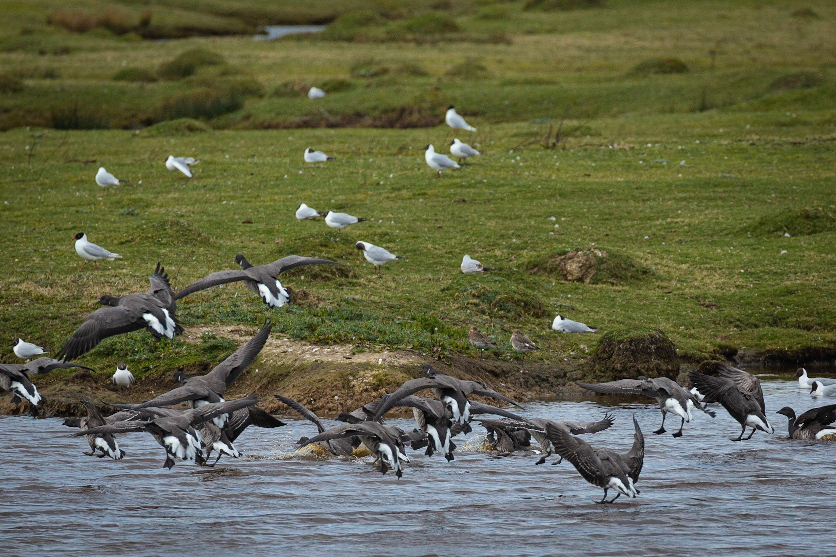 Brent geese disturbing the pease ..