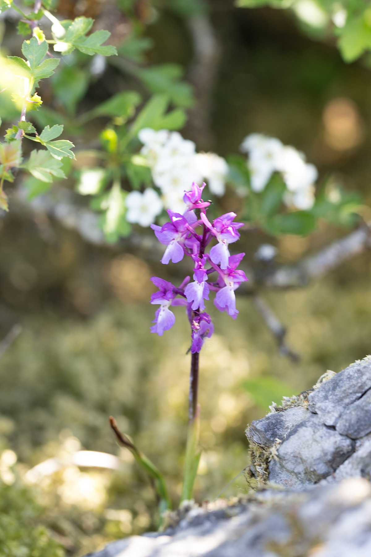 Lonely orchid in the Burren