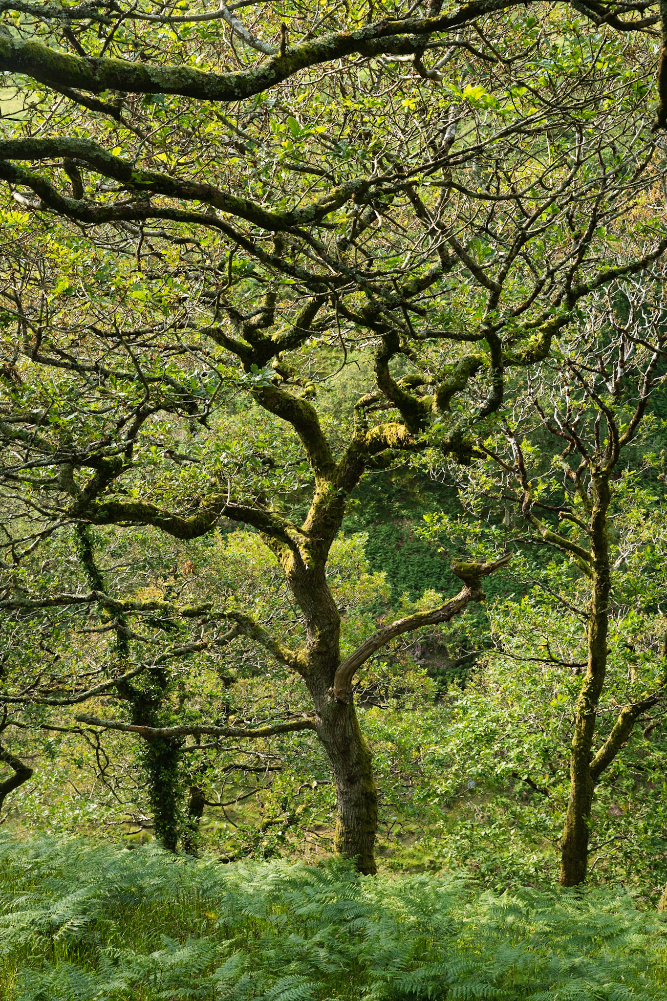 Cwm Maethlon