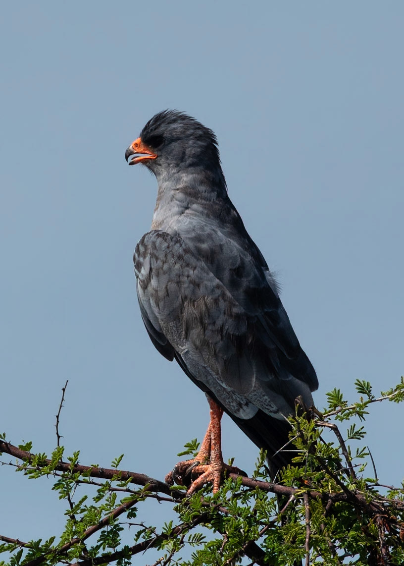 Southern Pale Chanting Goshawk