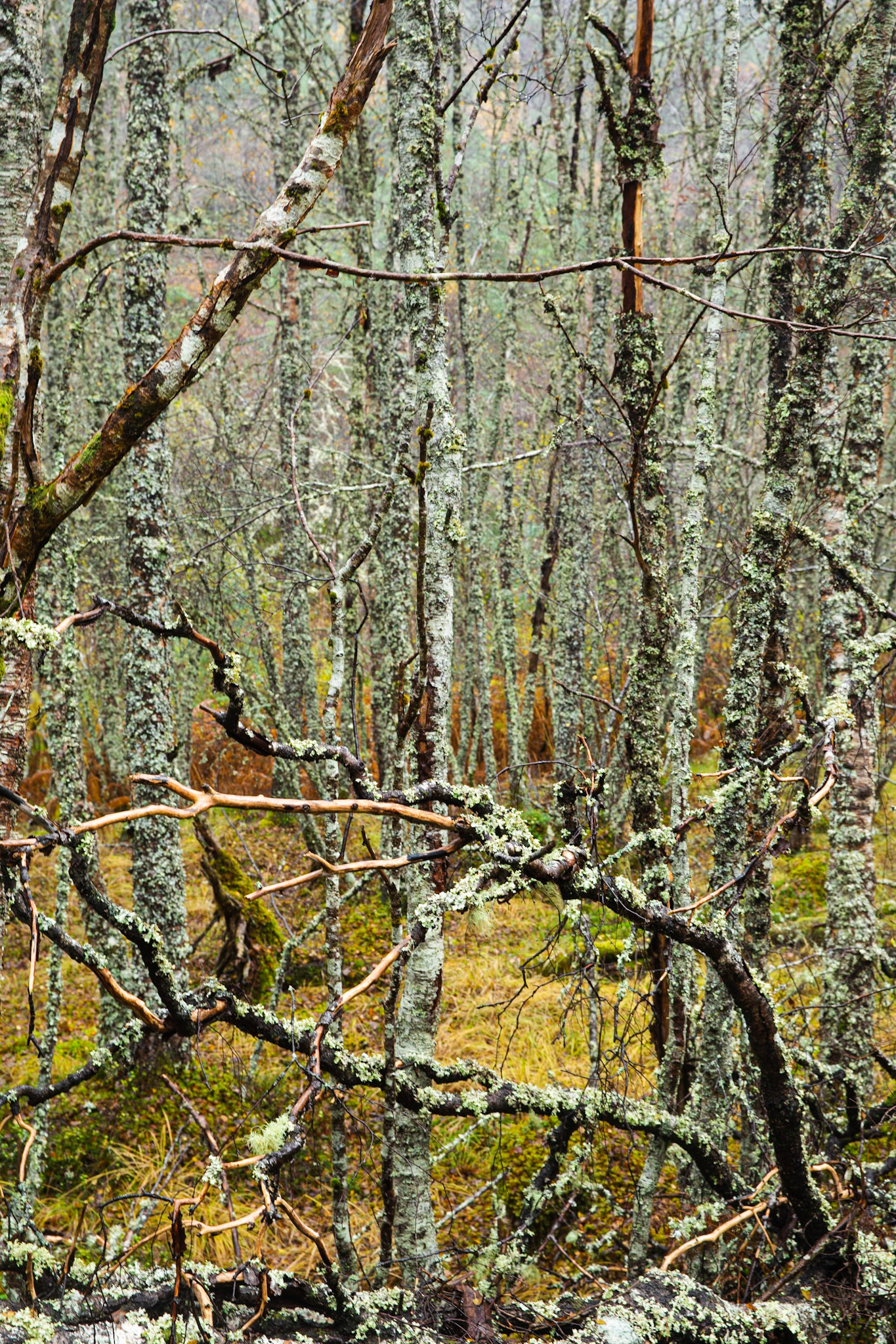 Forest scene, Glen Affric