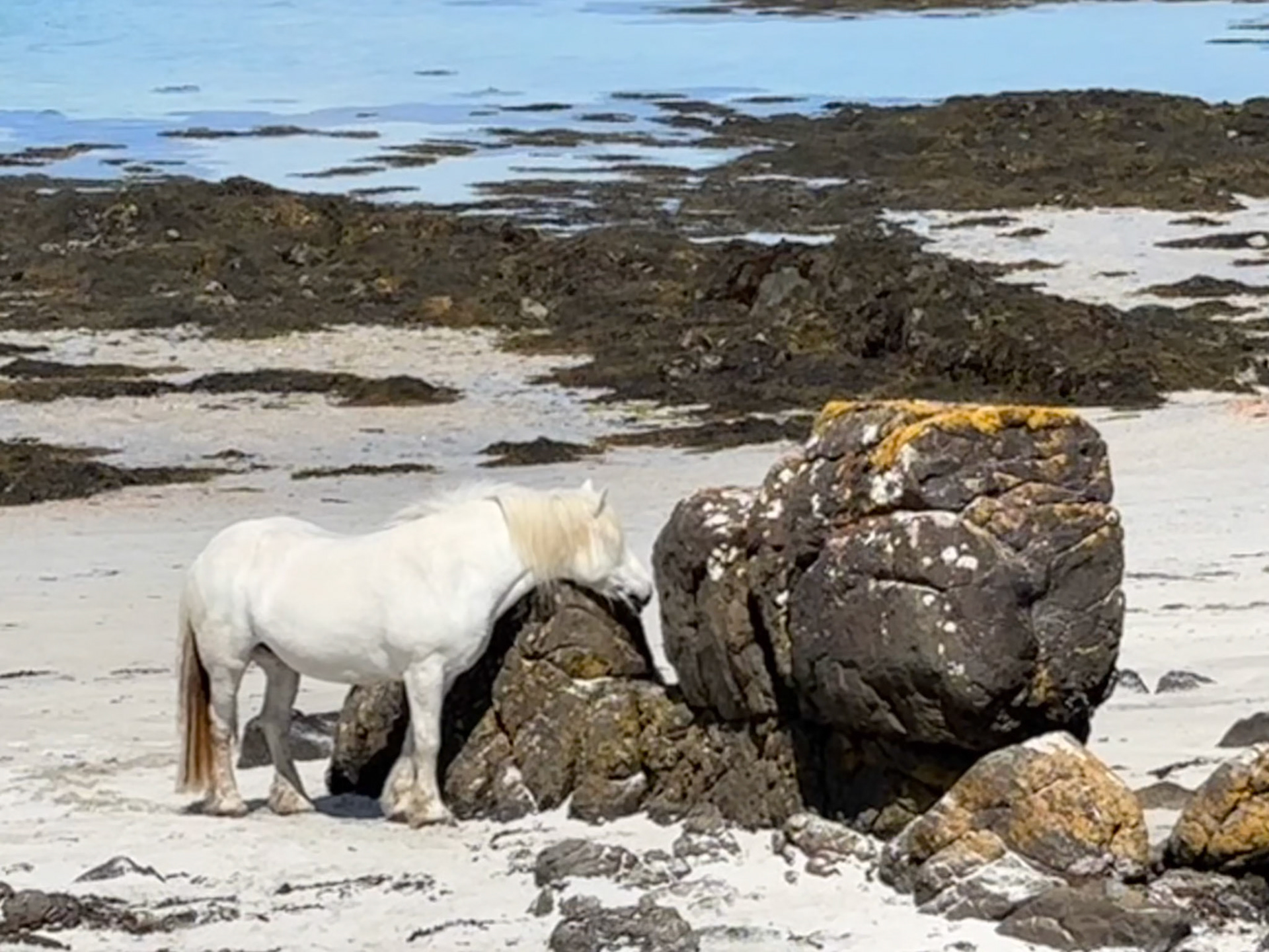 Gallanach Bay - Eriskay horse