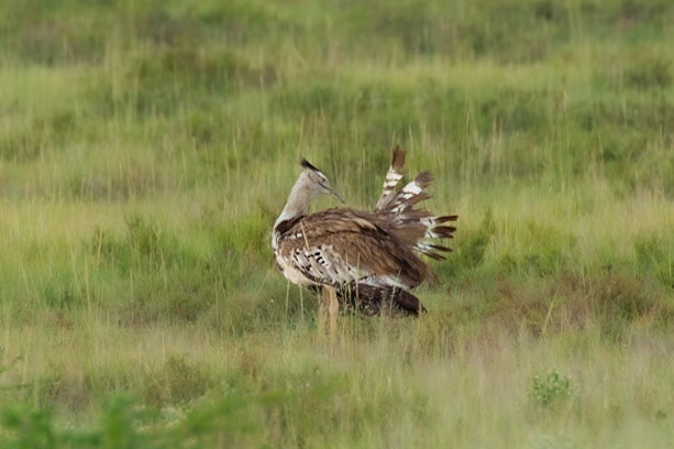 Kori Bustard - trying to entice a female