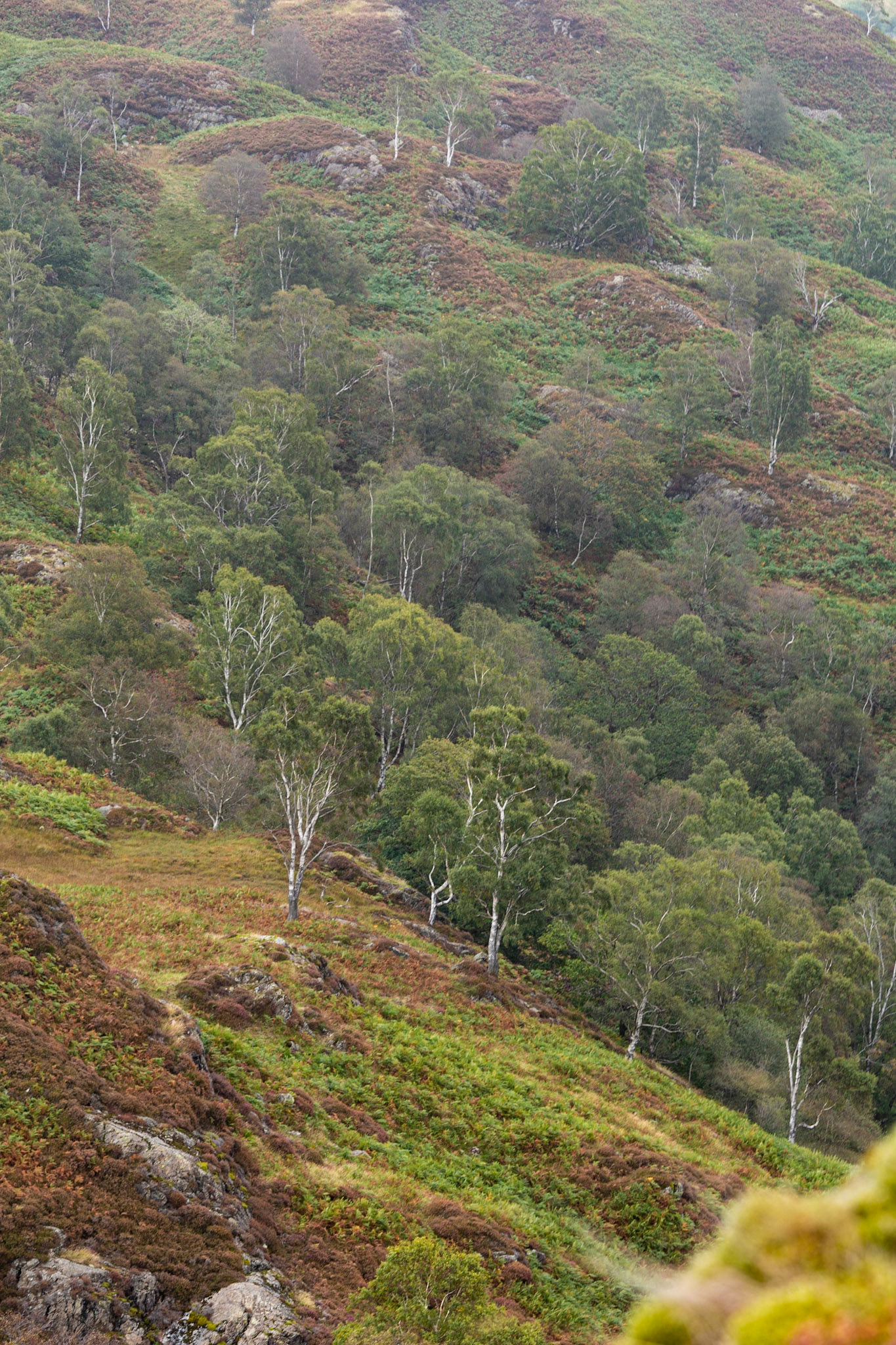 Holme Fell