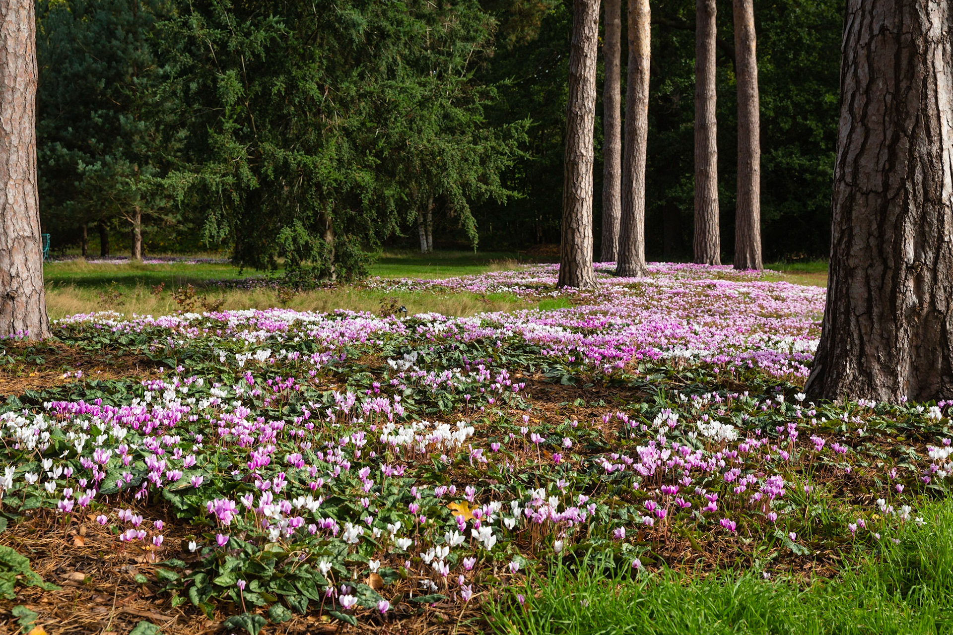 Cyclamen at Wisley