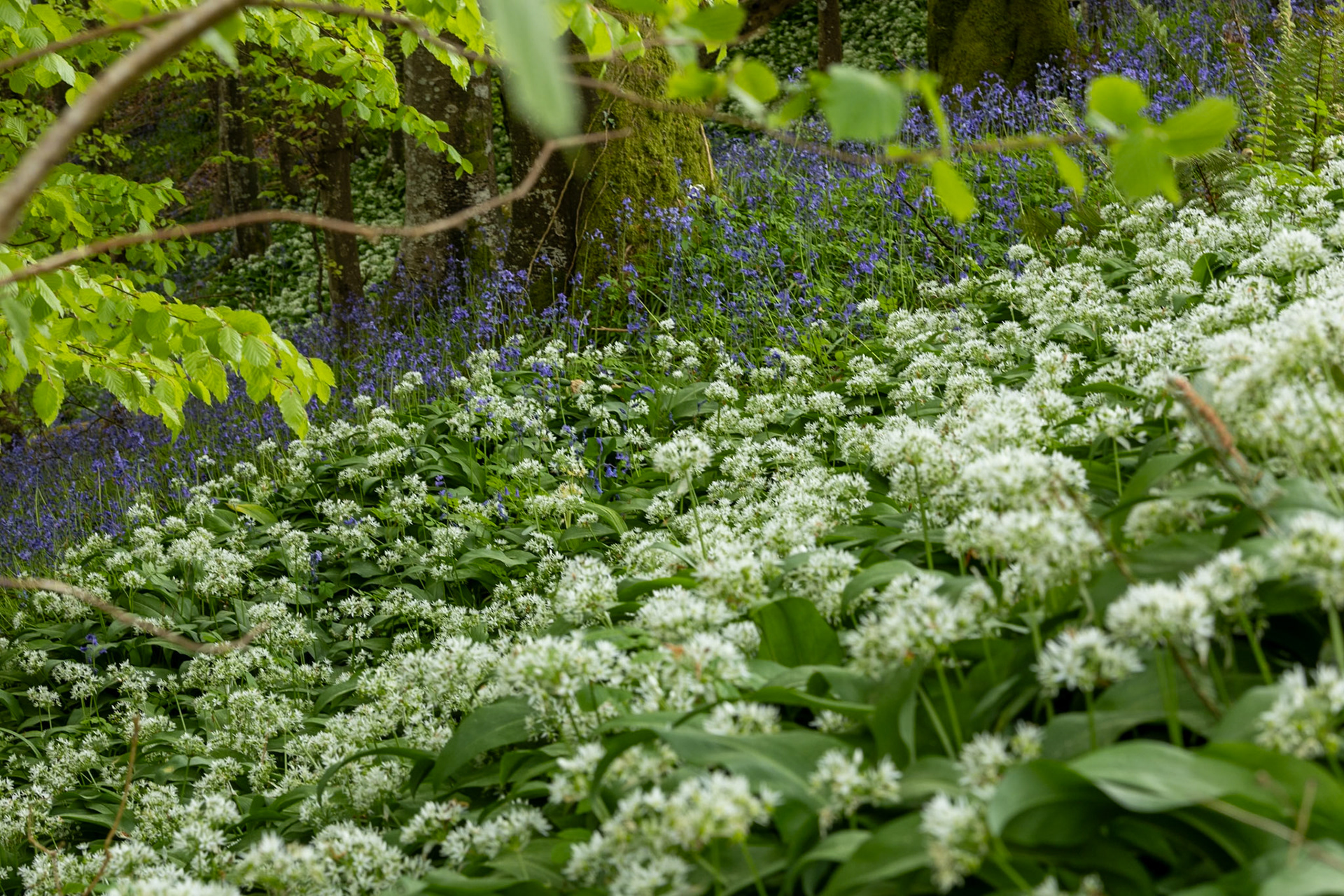 Wild Garlic Flowers
