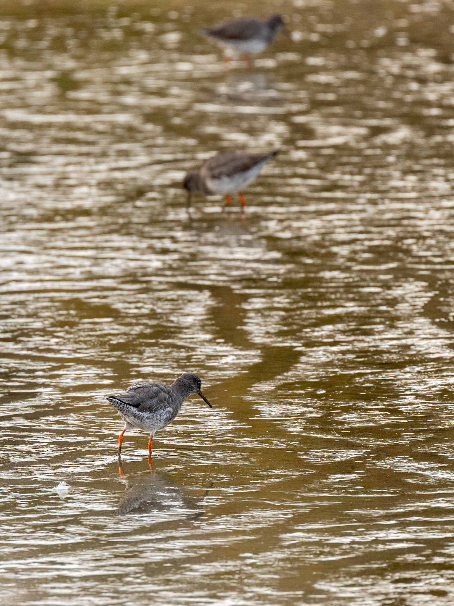 Redshank